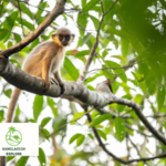 Western Hoolock Gibbon - Lawachara National Park - Bangladesh P:C: Sichao Ma