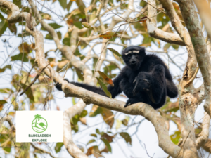 Capped Langur - Lawachara National Park - Bangladesh