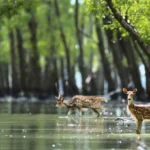 mangrove forest in bangladesh