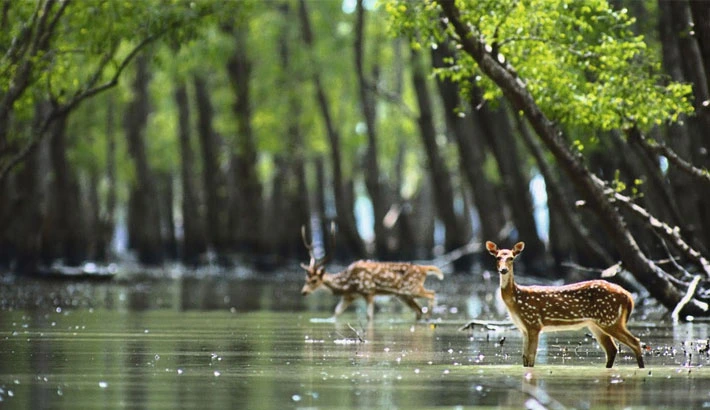 mangrove forest in bangladesh