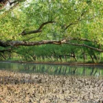 Sundarbans Mangrove Forest Bangladesh