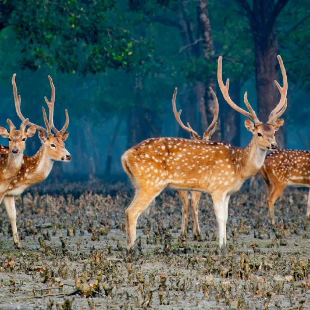 Boat in Sundarban | Bangladesh Explore