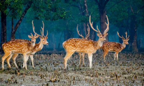 Private Boat Tours for a Better Experience ১