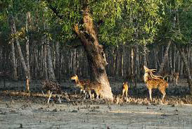 A Unique Sundarban Experience Explore Sundarban & Bagerhat Like Never Before!