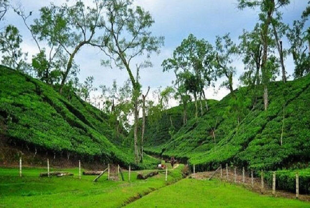 Four days best tour in Sreemangal and Sylhet