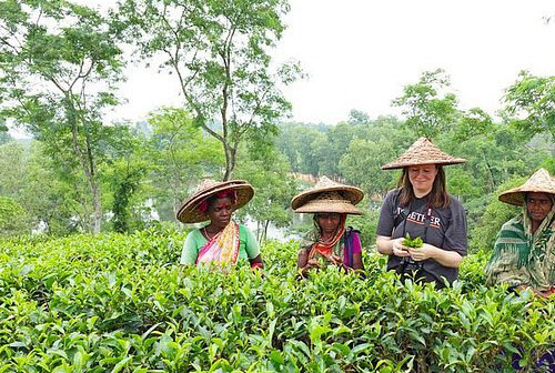 Four days best tour in Sreemangal and Sylhet