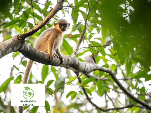 Western Hoolock Gibbon - Lawachara National Park - Bangladesh P:C: Sichao Ma