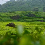 tea garden of Bangladesh