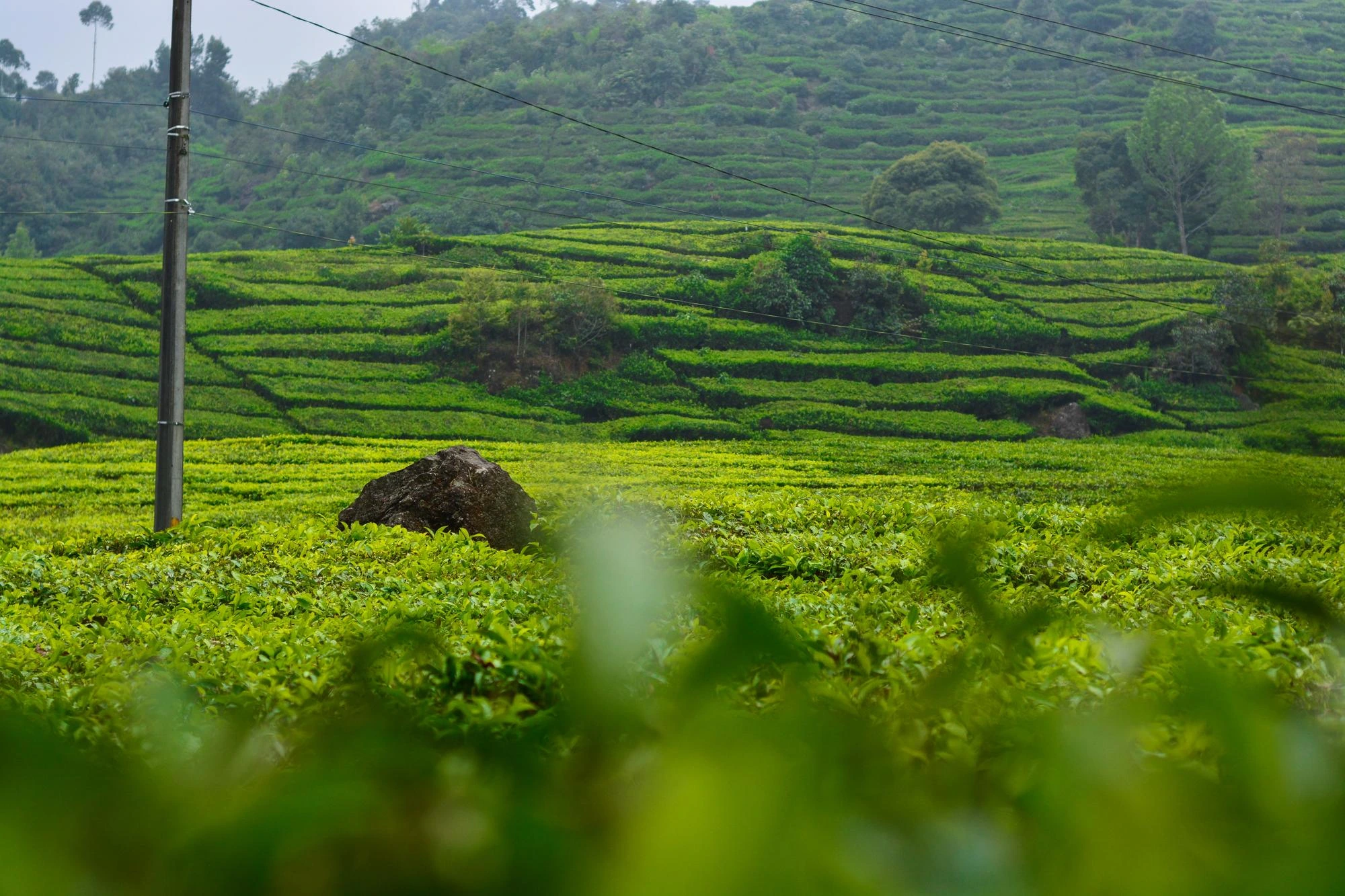 tea garden of Bangladesh