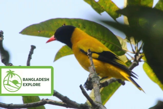 Dhaka Birding Tour